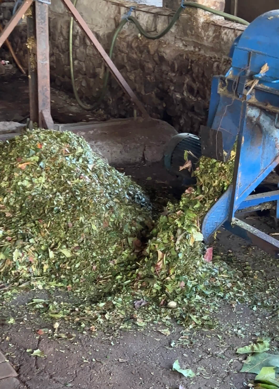 Chopped-up-mango-leaves-plant-dyes.jpg